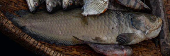 Image of African arowana