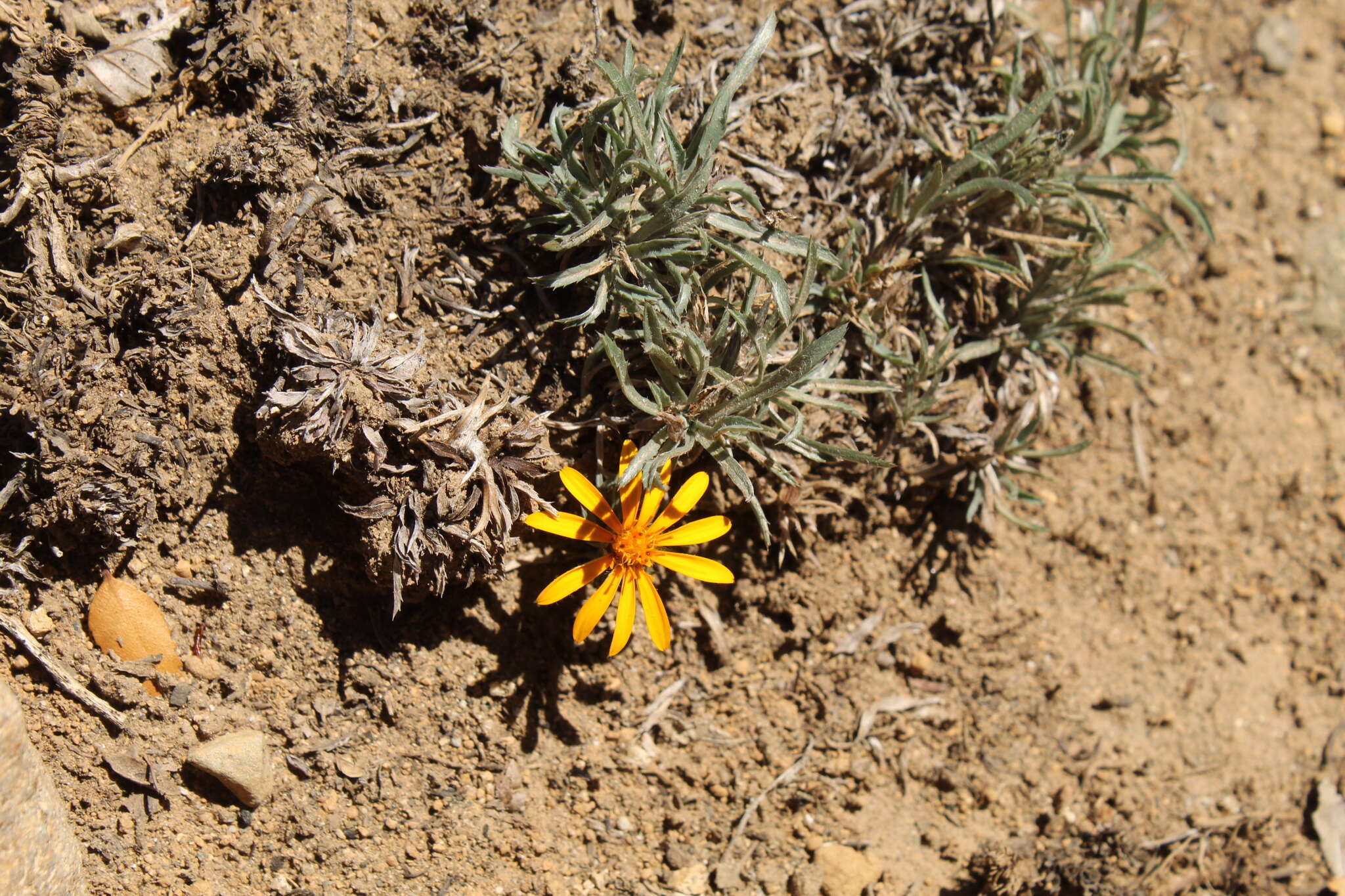 Image of Chaetanthera chilensis (Willd.) DC.