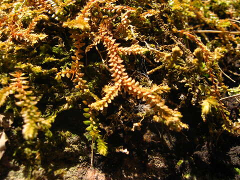 Image of Selaginella helvetica (L.) Spring