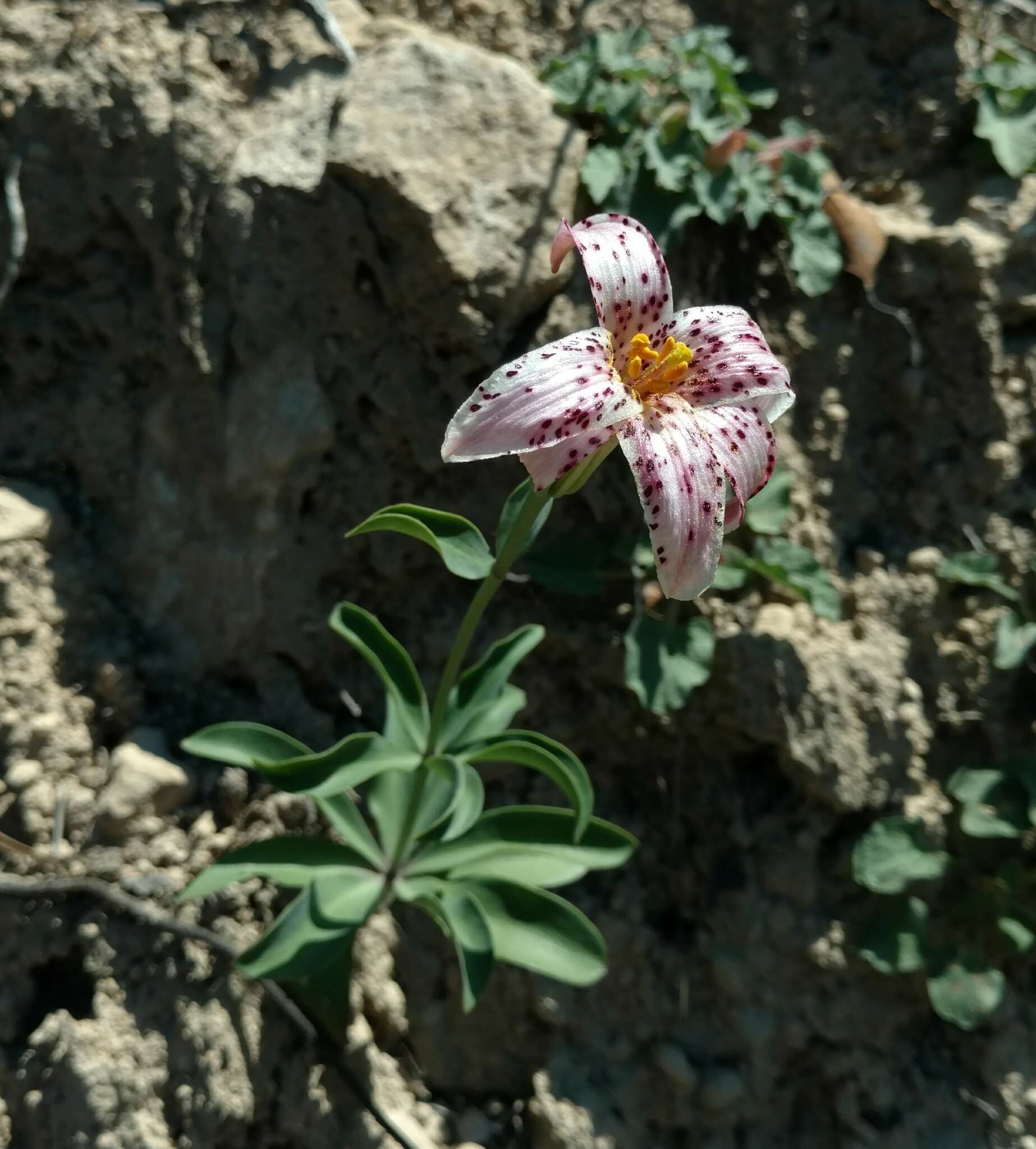 Image of redwood lily