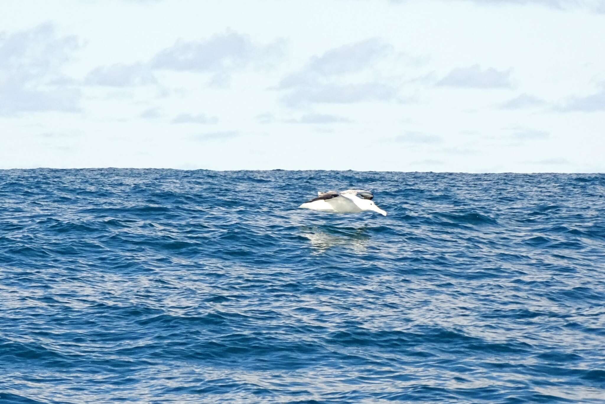 Image of Royal Albatross