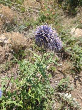 Image of Echinops armatus Stev.