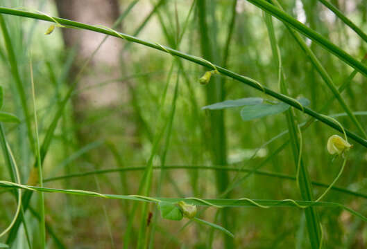 Image de Dunbaria punctata (Wight & Arn.) Benth.