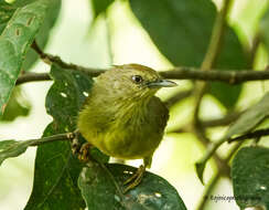 Image of Pin-striped Tit-Babbler