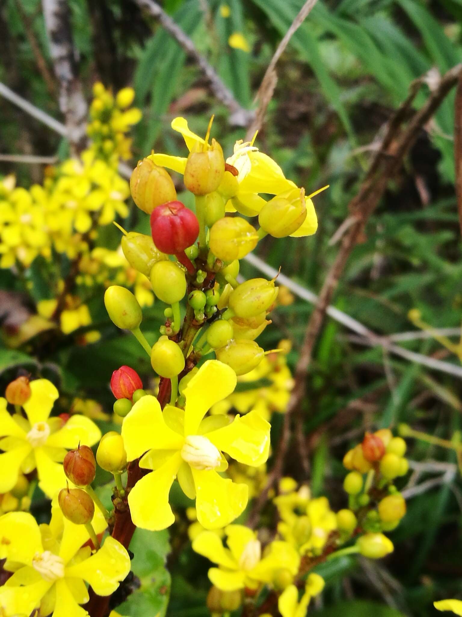 Image de Campylospermum anceps (Baker) H. Perrier