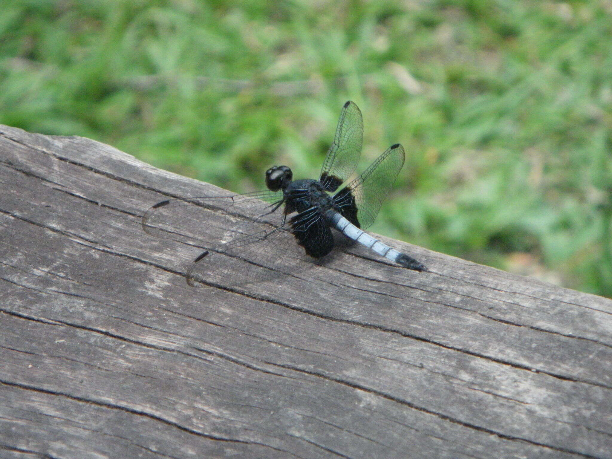 Слика од Erythrodiplax unimaculata (De Geer 1773)