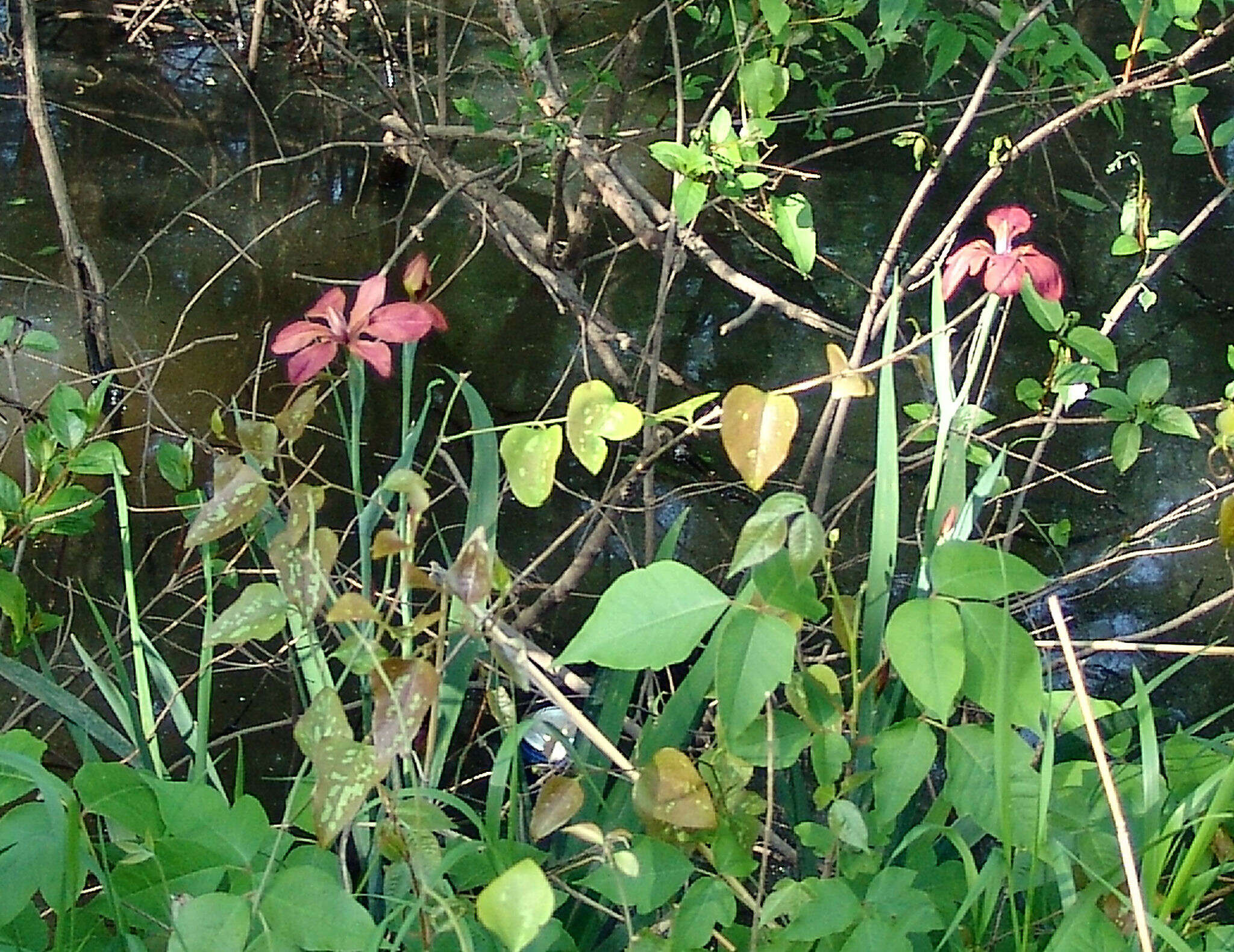 Image of copper iris