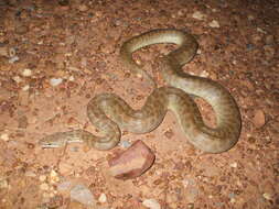 Image of Children's Python