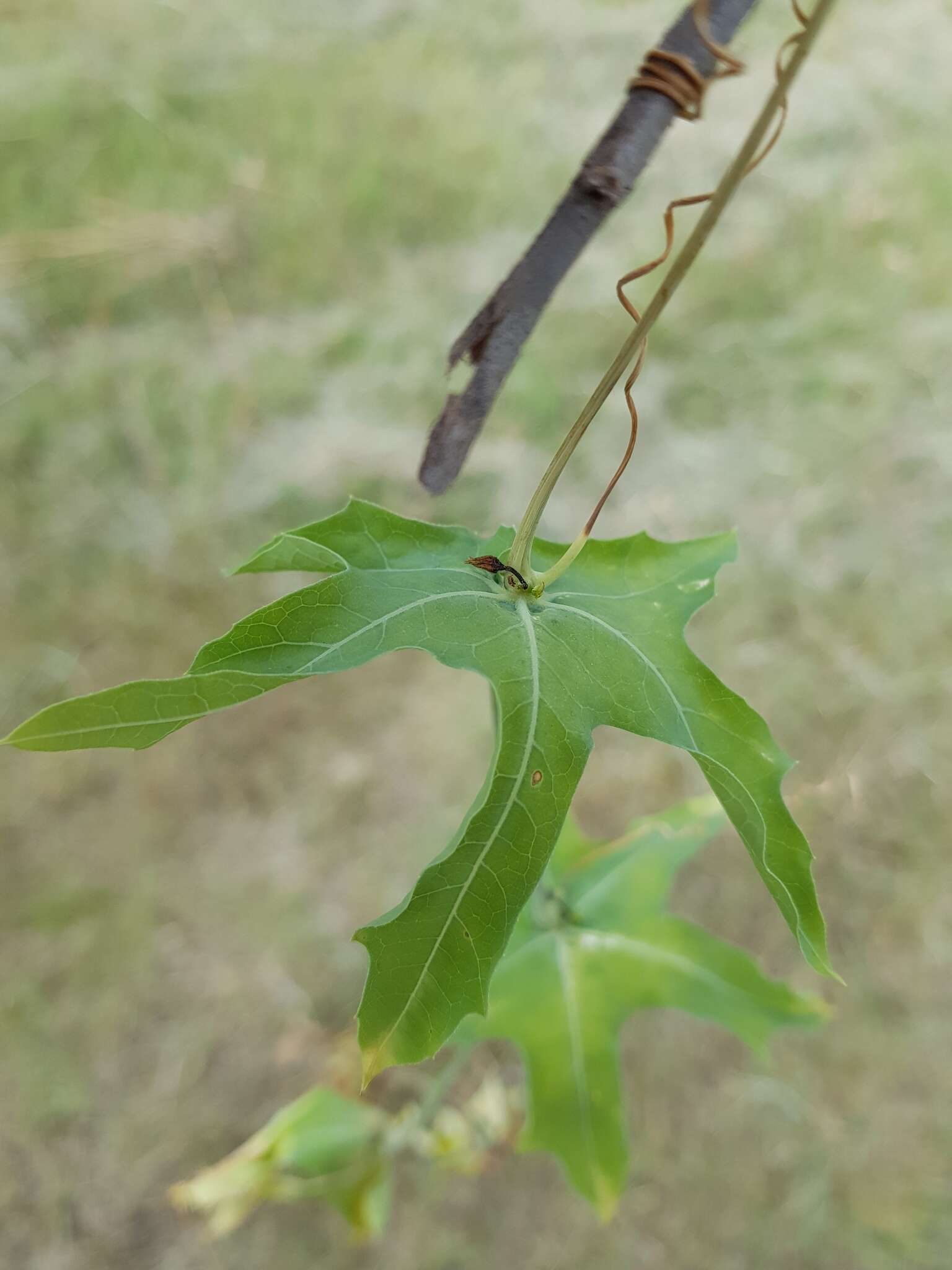 Image of Coccinia sessilifolia var. sessilifolia