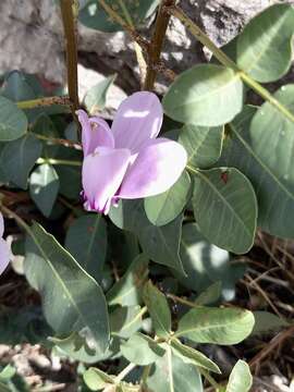 Слика од Cyclamen graecum subsp. graecum