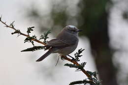 Image of <i>Fraseria <i>caerulescens</i></i> caerulescens