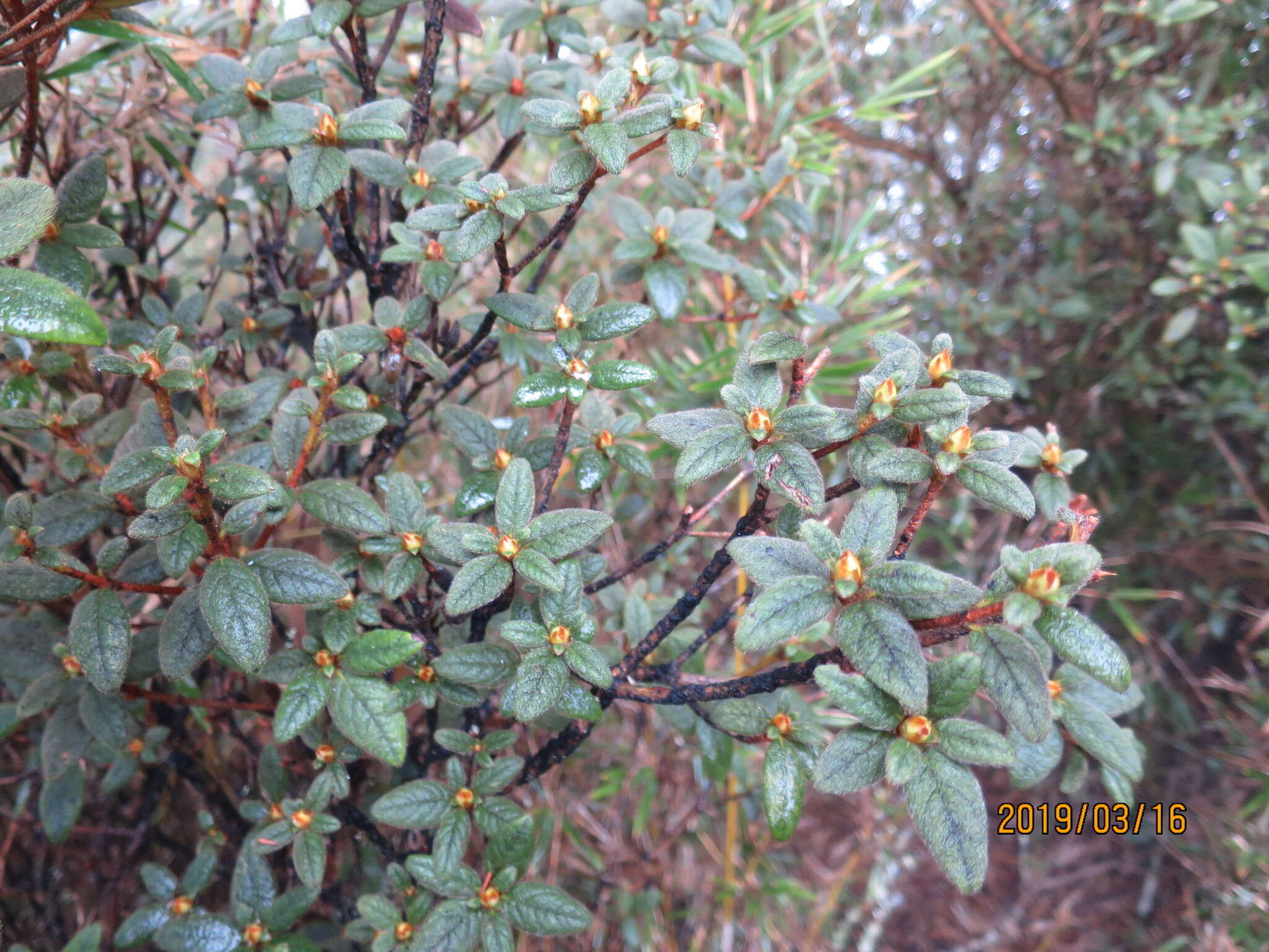 Image of Rhododendron rubropilosum var. taiwanalpinum (Ohwi) S. S. Ying