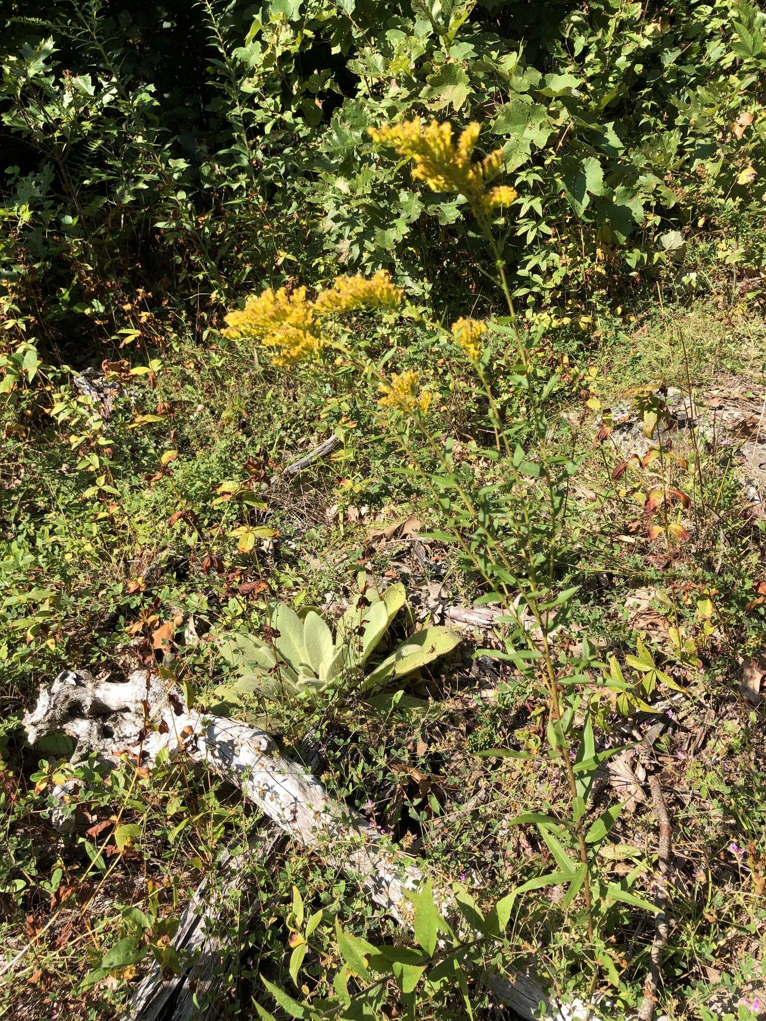 Image of anisescented goldenrod