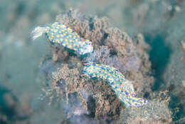 Image of Hypselodoris confetti Gosliner & R. F. Johnson 2018