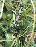 Image of Long-winged Mountain Grasshopper