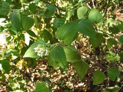 Image of Jack in the bush