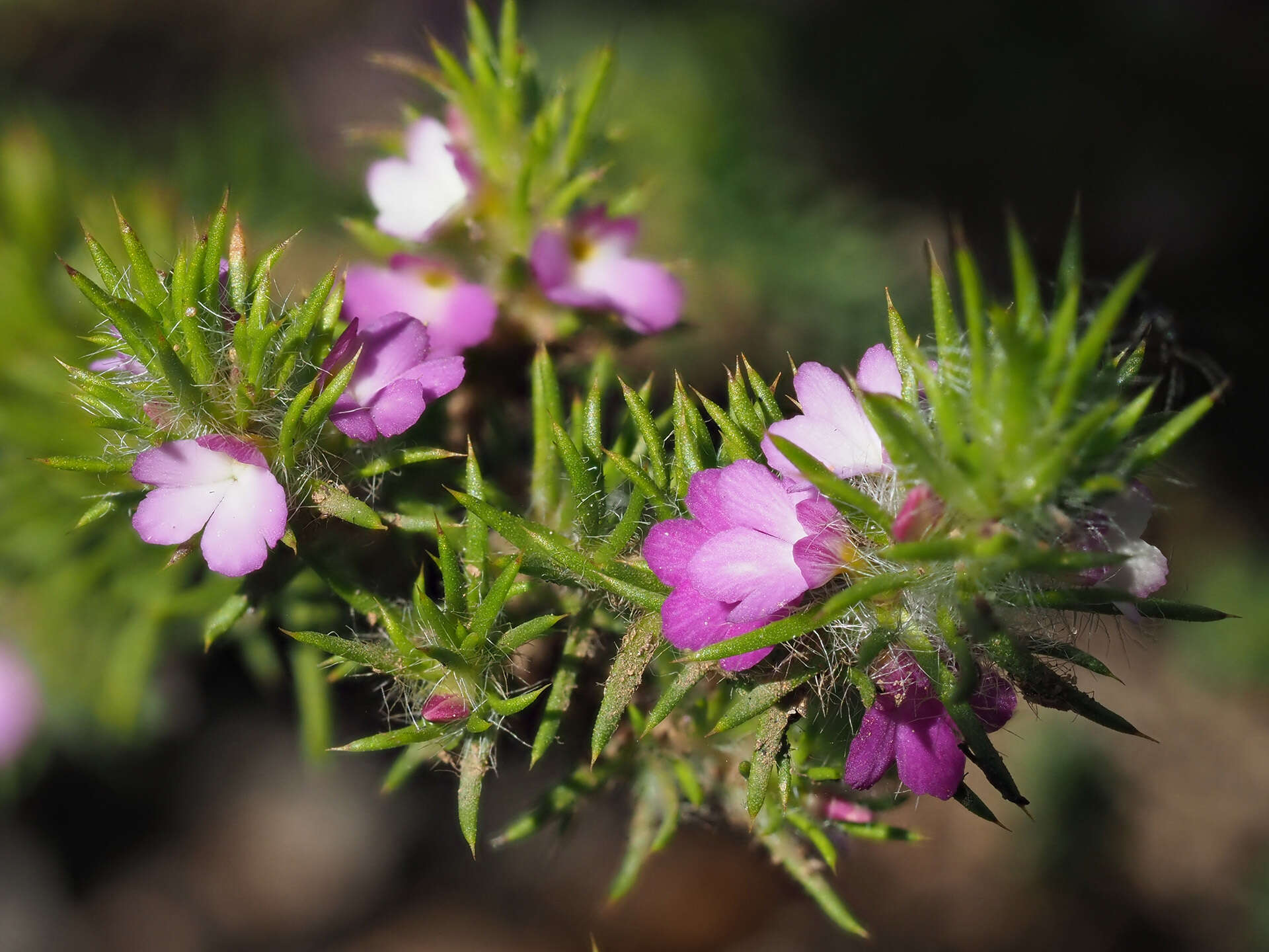 Image of Muraltia decipiens Schlechter