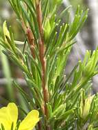 Hibbertia stricta subsp. stricta resmi