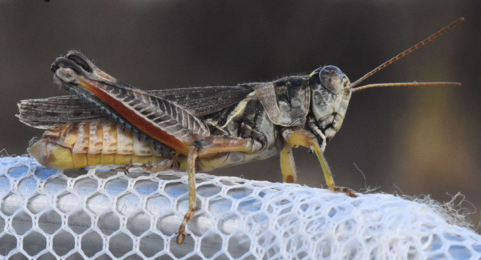 Слика од Melanoplus bispinosus Scudder & S. H. 1897