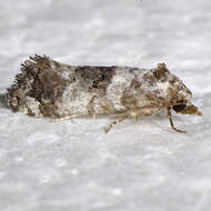 Image of Black-tipped Rudenia Moth