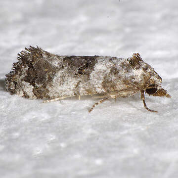 Image of Black-tipped Rudenia Moth