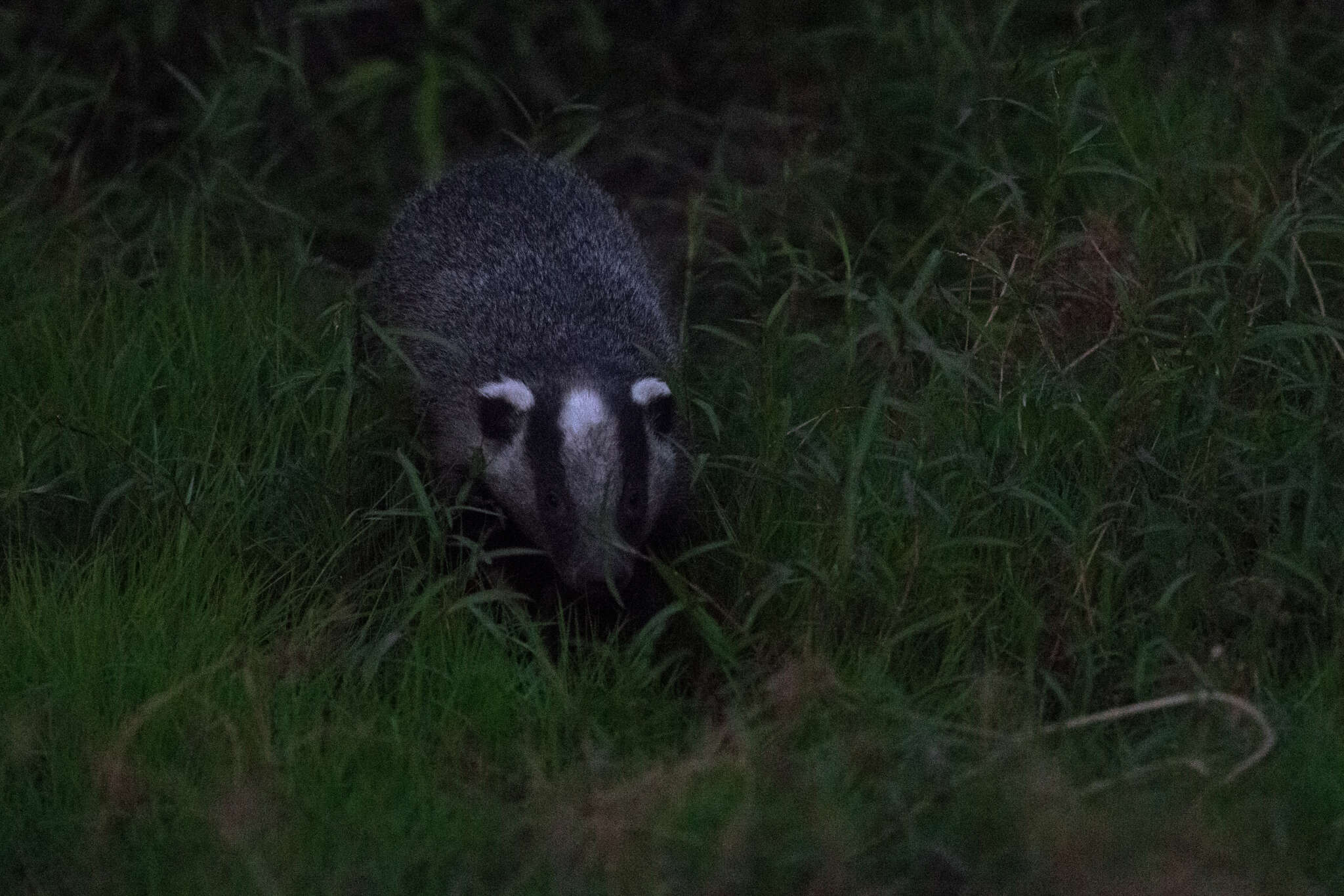 Image of Asian Badger