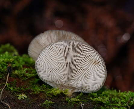 Image of Hohenbuehelia clelandii Grgur. 1997