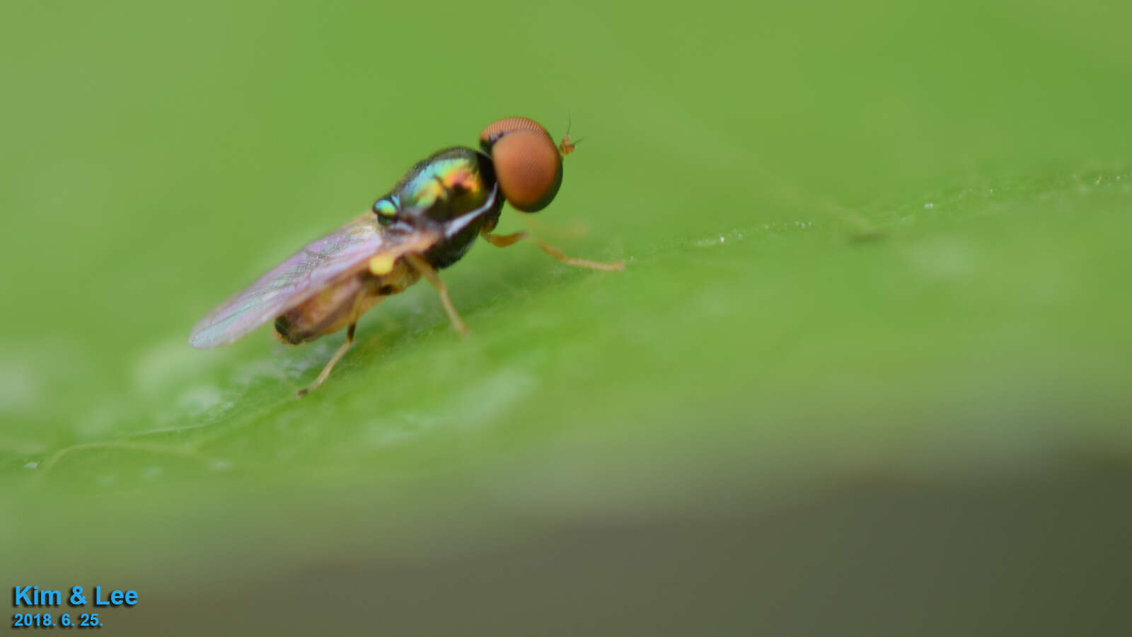 Image of Soldier fly