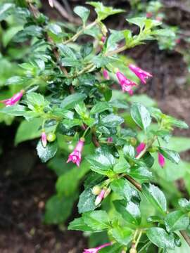 Image of Fuchsia microphylla Kunth