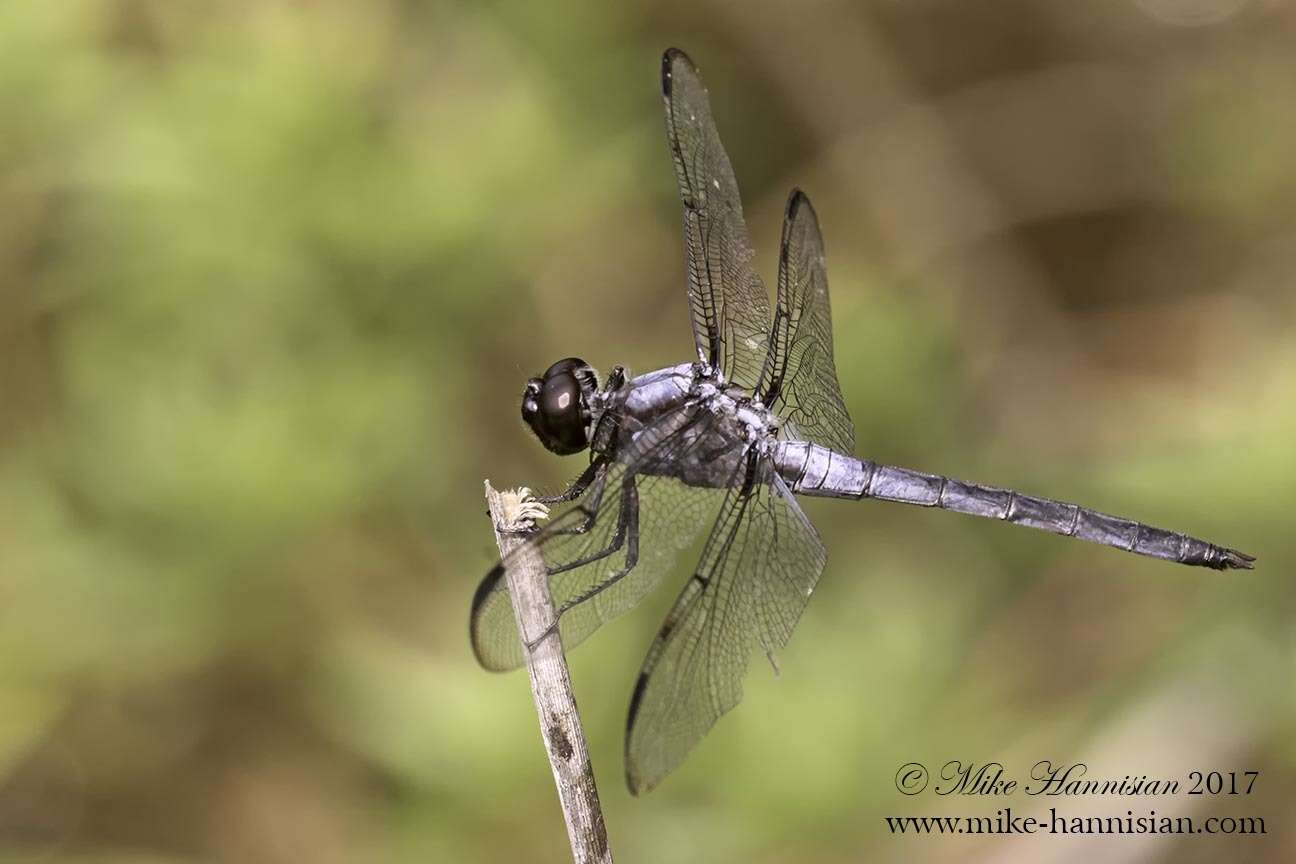 Image of Bar-winged Skimmer