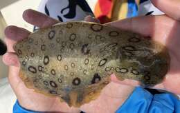 Image of Black-tailed sea hare