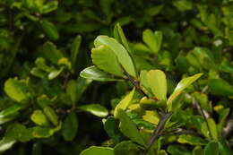 Image of Gymnosporia diversifolia Maxim.