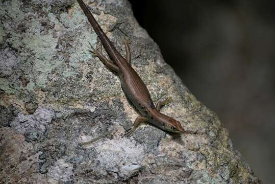 Image of Medway's Emo Skink