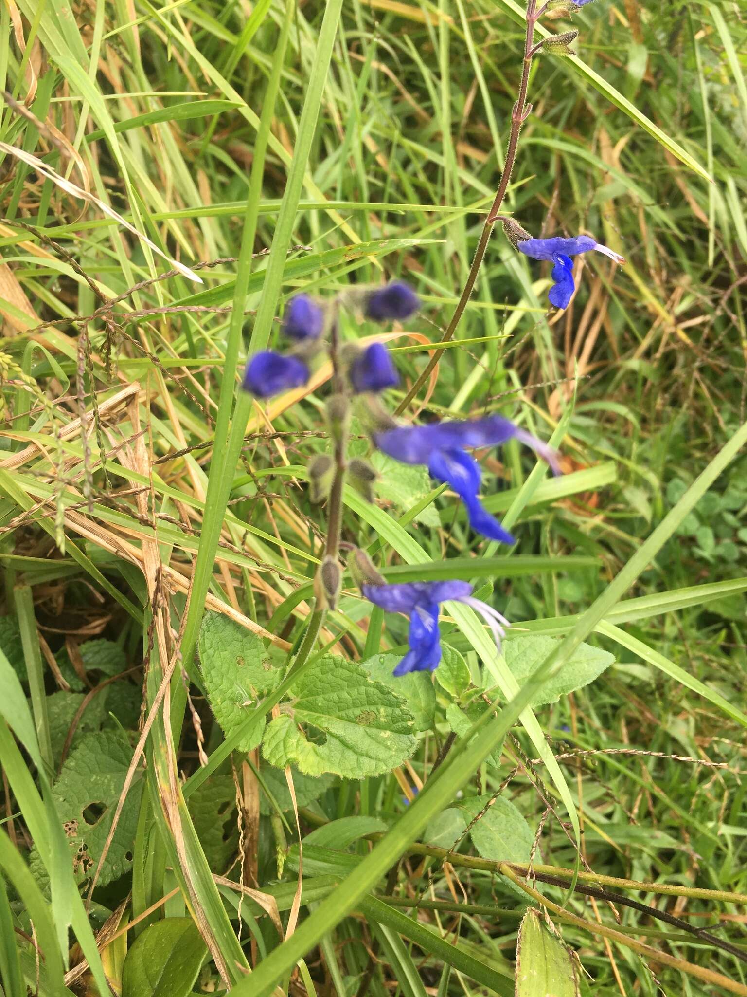 Salvia scutellarioides Kunth resmi