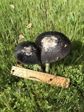 Image of Coprinus calyptratus Peck 1895