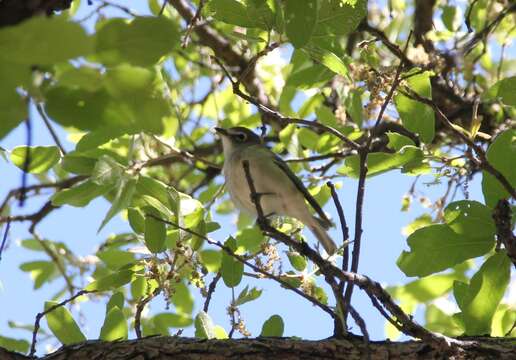 Imagem de Vireo plumbeus Coues 1866