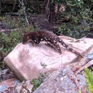 Image of quoll