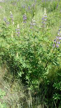 Image of Riverbank Lupine