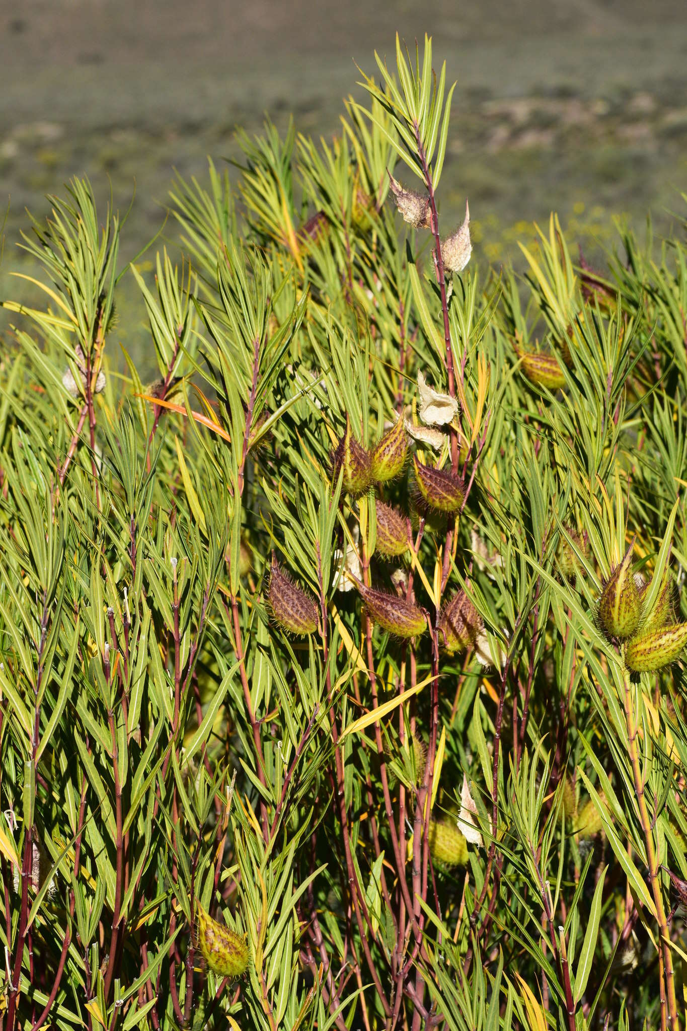 Image of Gomphocarpus fruticosus (L.) W. T. Aiton