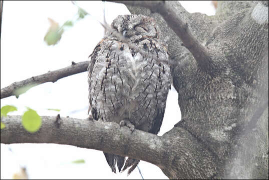 Image of African Scops Owl