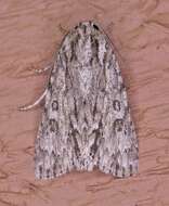 Image of Long-winged Dagger Moth