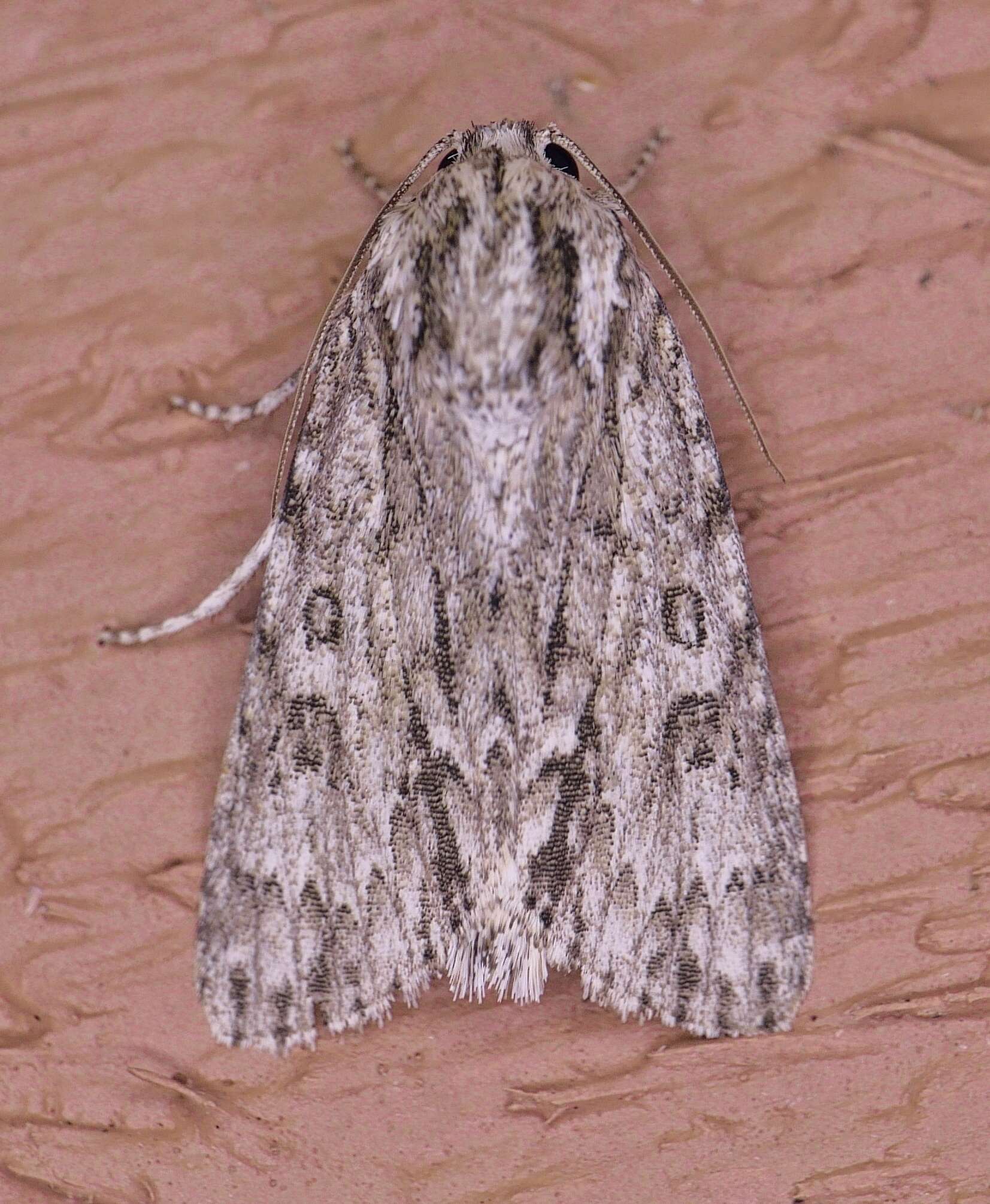 Image of Long-winged Dagger Moth