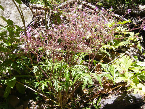 Image of Geranium reuteri Aedo & Muñoz Garm.