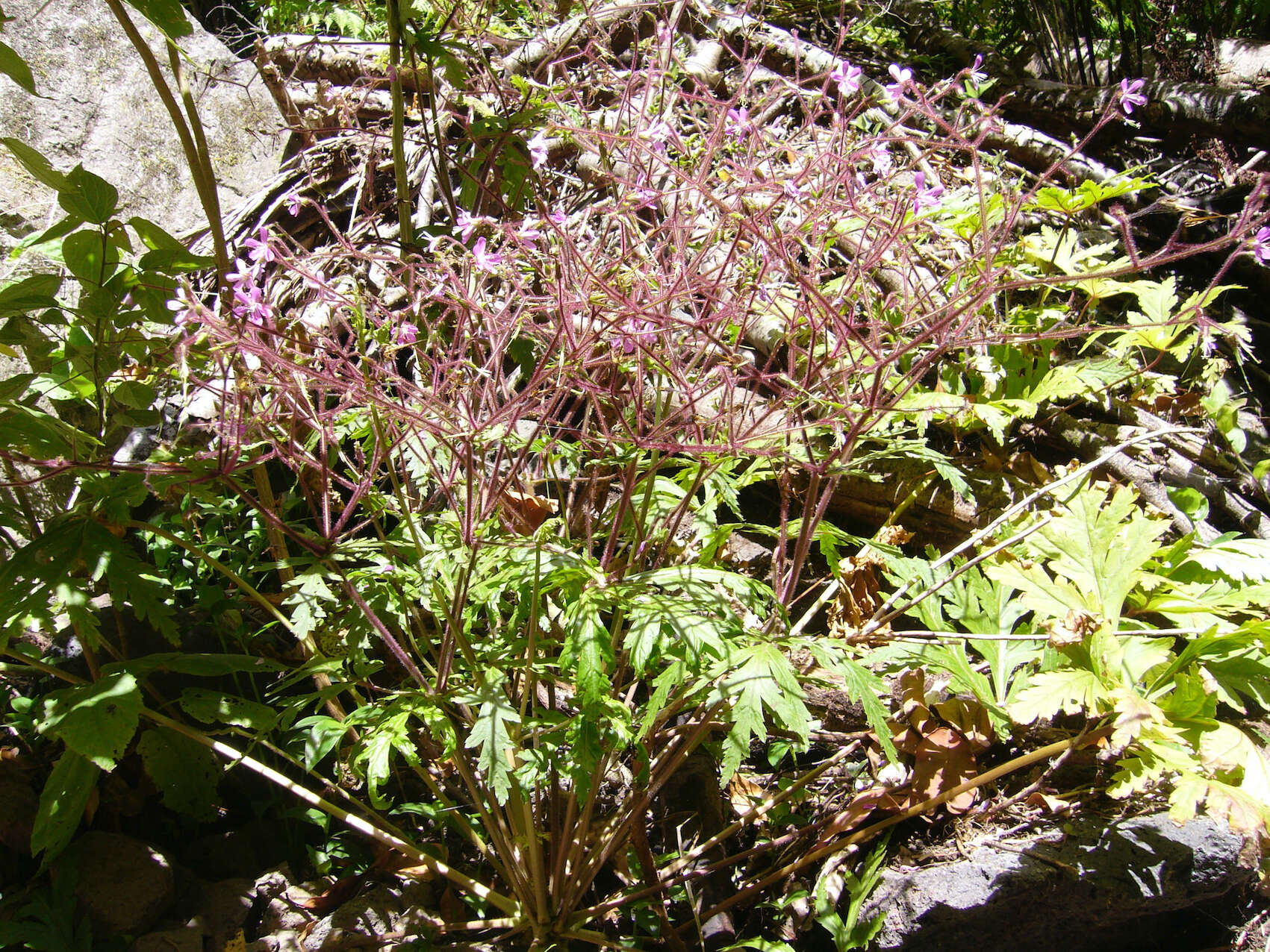 Image of Geranium reuteri Aedo & Muñoz Garm.