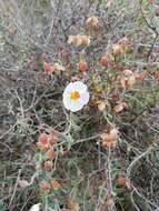 Image of Helianthemum almeriense Pau