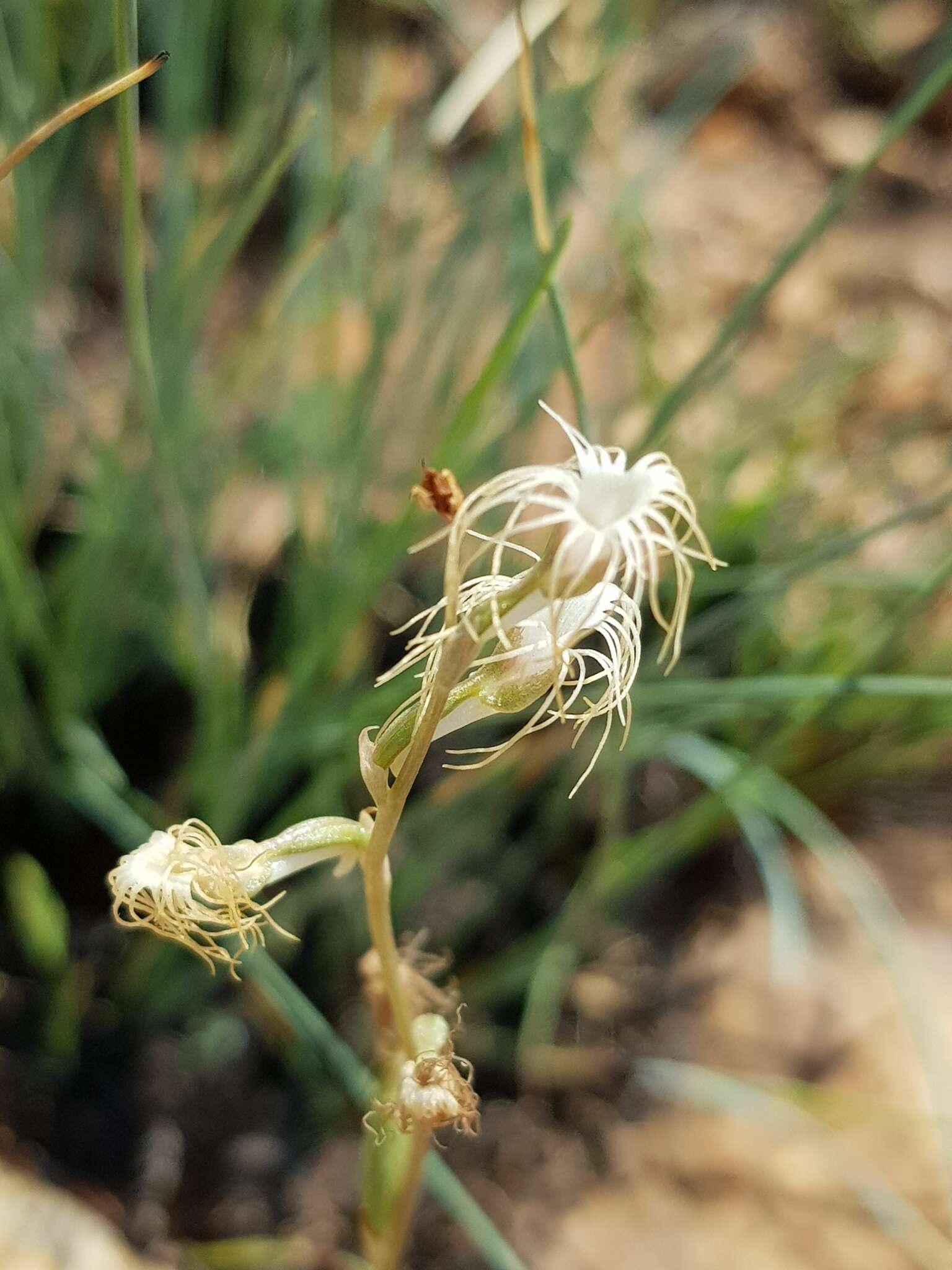 Image of Tassel orchid