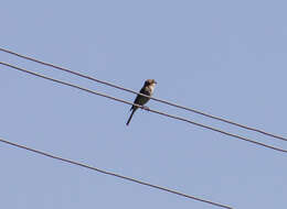 Image of Red-backed Shrike