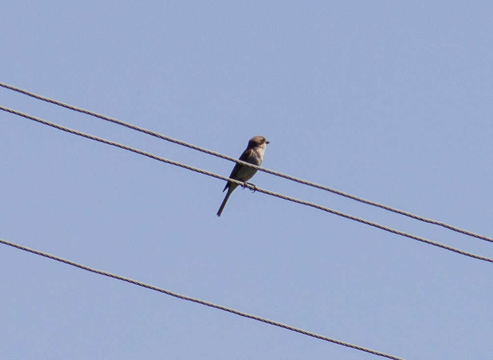 Image of Red-backed Shrike