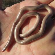 Image of Delalande's Beaked Blind Snake