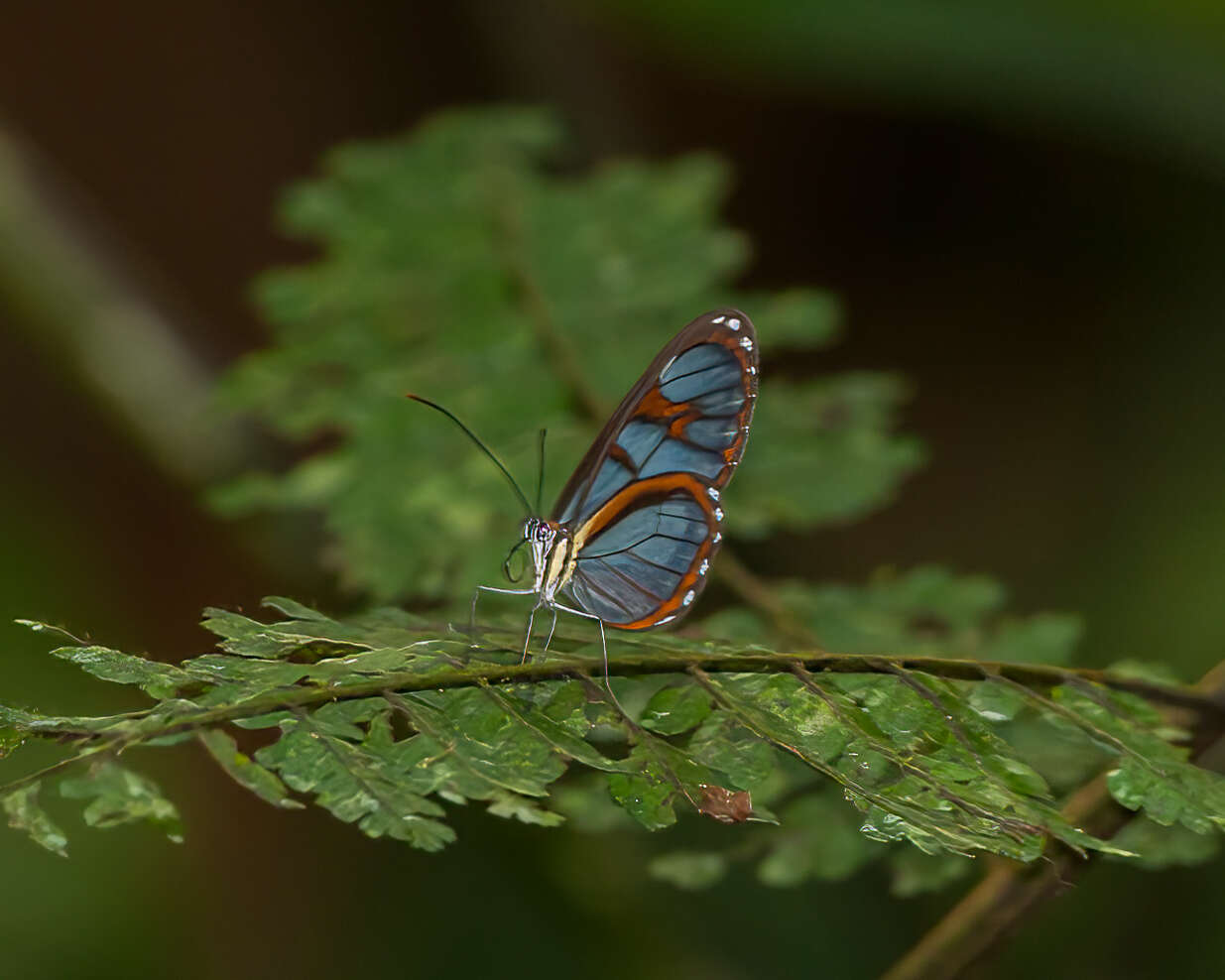 Imagem de Ithomia diasia morena Haensch 1903